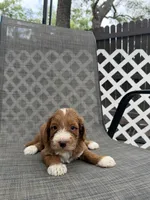 Esme, a female Miniature Goldendoodle for sale in New Port Richey, FL – 4 of 4