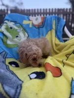 Kash, a male Yorkipoo and Poodle - Toy  for sale in New Port Richey, FL – 6 of 9