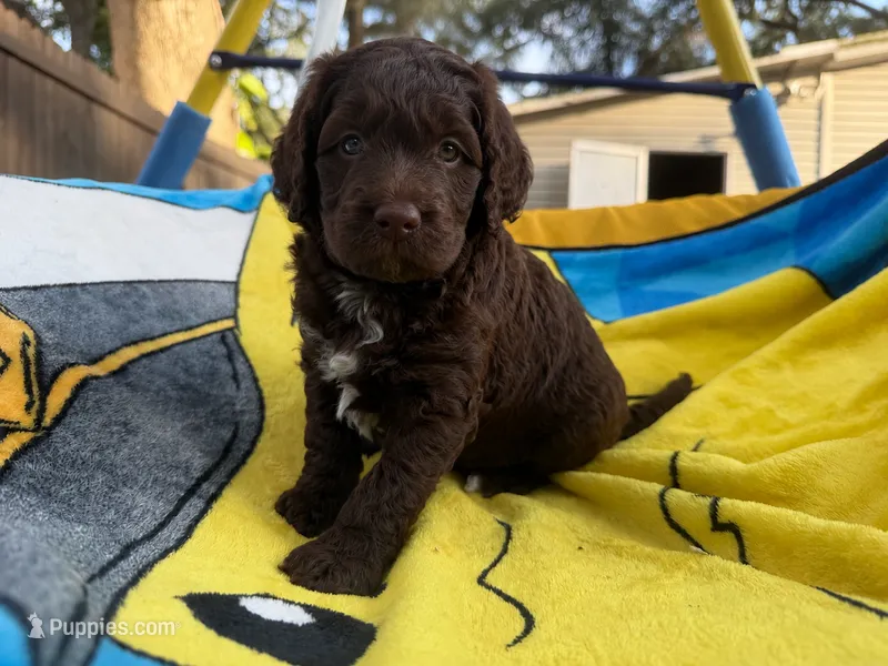 George – Miniature Goldendoodle puppy for sale in New Port Richey, FL