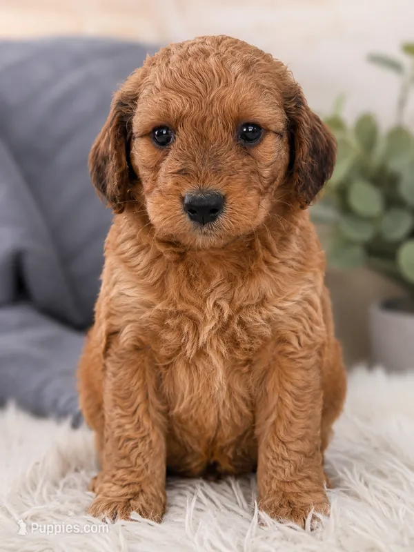 Becca – Aussiedoodle, Poodle - Standard  puppy for sale in New Port Richey, FL