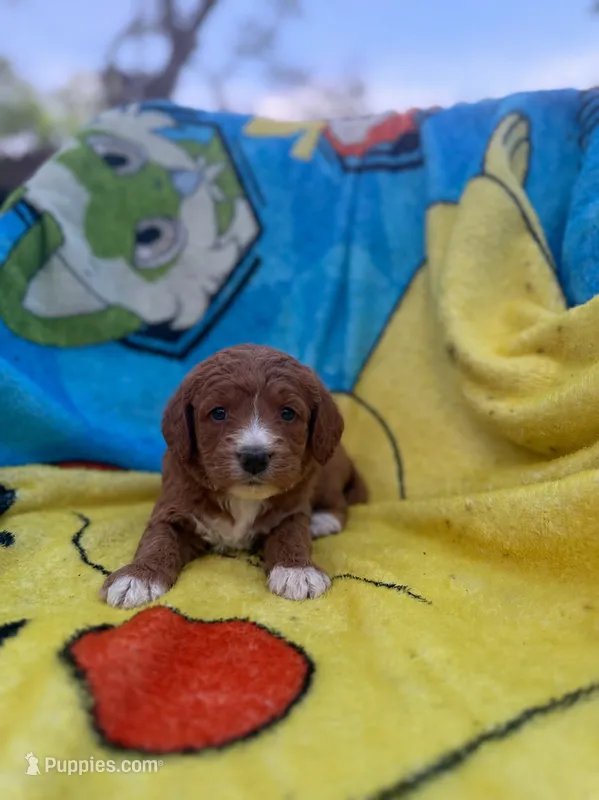 Eli – Miniature Goldendoodle puppy for sale in New Port Richey, FL