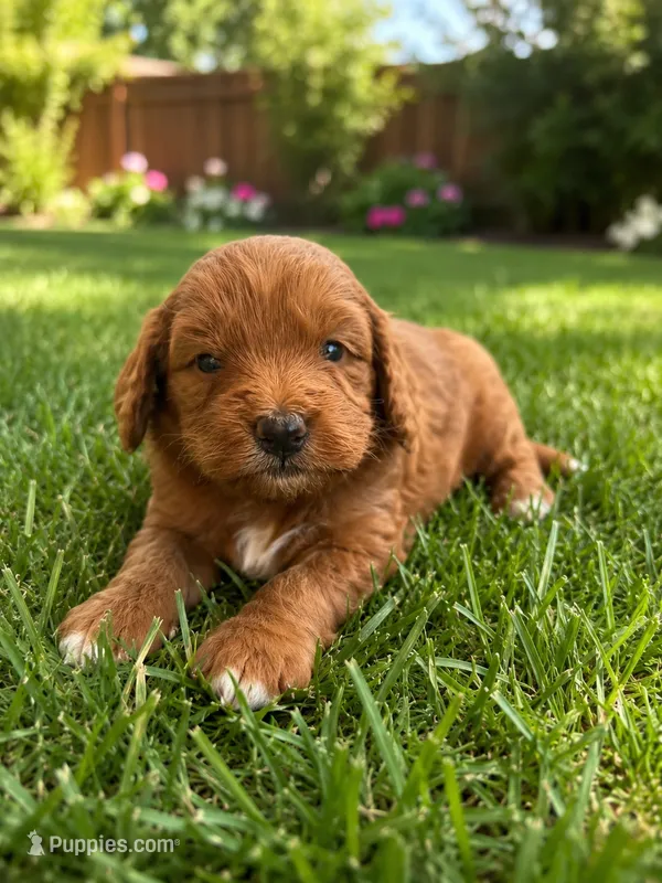 Pluto – Miniature Goldendoodle puppy for sale in New Port Richey, FL