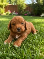 Pluto, a male Miniature Goldendoodle for sale in New Port Richey, FL – 1 of 2