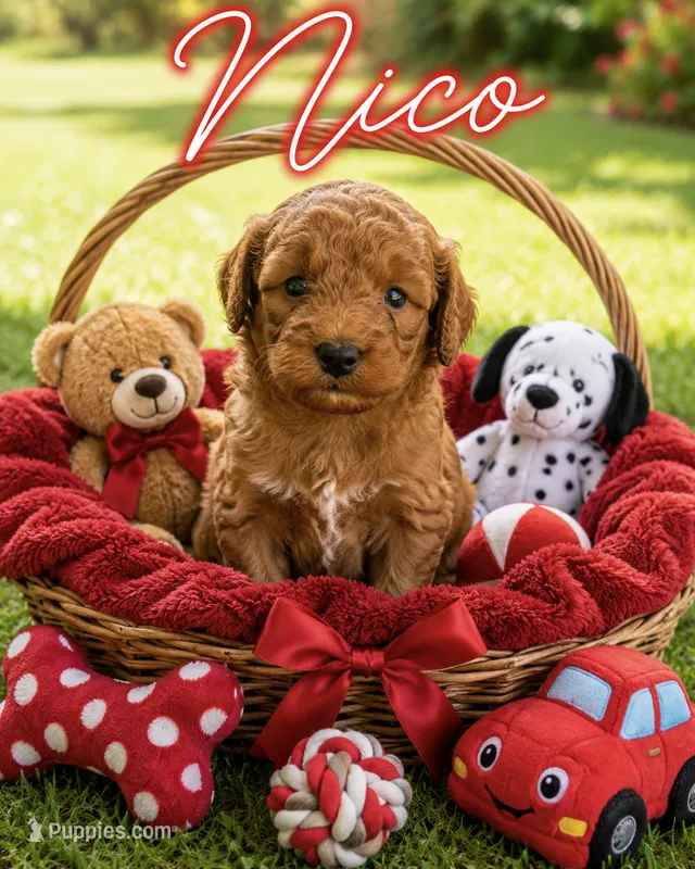 Nico – Miniature Goldendoodle puppy for sale in New Port Richey, FL