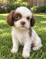 Yoda, a male Shih Tzu for sale in New Port Richey, FL – 1 of 2
