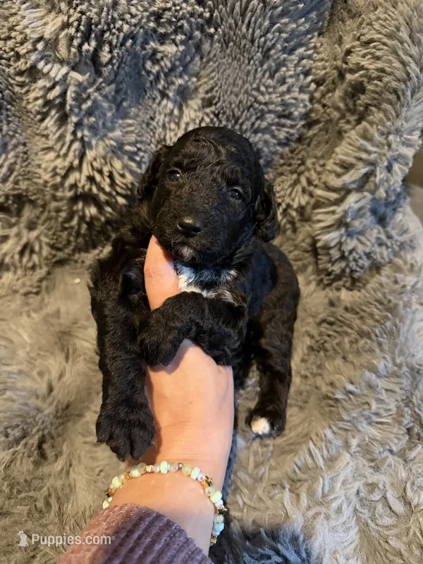 Catalina F1bb – Miniature Bernedoodle puppy for sale in New Port Richey, FL