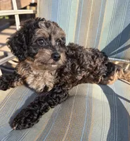 Taliyah, a female Miniature Bernedoodle for sale in New Port Richey, FL – 3 of 8