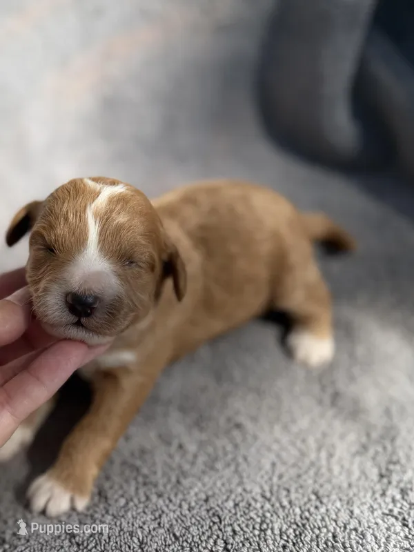 Elijah – Miniature Goldendoodle puppy for sale in New Port Richey, FL