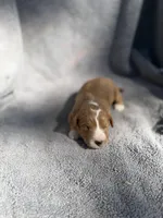 Elijah, a male Miniature Goldendoodle for sale in New Port Richey, FL – 5 of 8