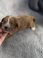 Elijah, a male Miniature Goldendoodle for sale in New Port Richey, FL – 3 of 8
