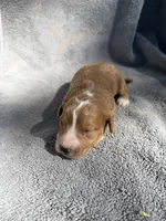 Elijah, a male Miniature Goldendoodle for sale in New Port Richey, FL – 8 of 8