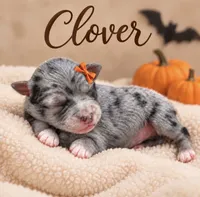 Clover, a female Miniature Aussiedoodle for sale in New Port Richey, FL – 2 of 2