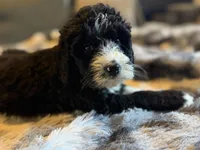 Quell, a male Bernedoodle for sale in New Port Richey, FL – Photo 2 of 5