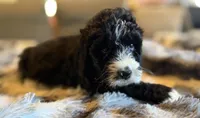 Quell, a male Bernedoodle for sale in New Port Richey, FL – Photo 5 of 5