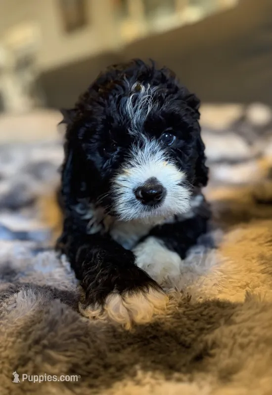 Quell, a male Bernedoodle for sale in New Port Richey, FL – Photo 1 of 5