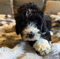 Quell, a male Bernedoodle for sale in New Port Richey, FL – Photo 3 of 5