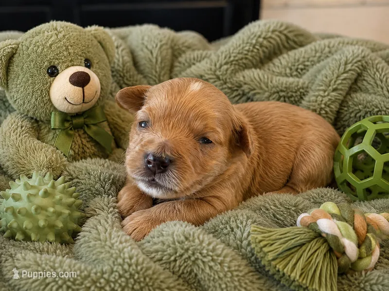 Tobias Micro Mini – Miniature Bernedoodle puppy for sale in New Port Richey, FL