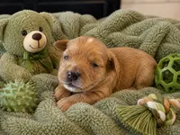 Tobias Micro Mini, a male Miniature Bernedoodle for sale in New Port Richey, FL – 1 of 1