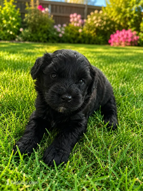 Orien Toy Aussiedoodle  – Miniature Aussiedoodle puppy for sale in New Port Richey, FL