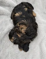 Taylah, a female Miniature Bernedoodle for sale in New Port Richey, FL – 2 of 5