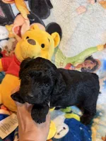 Yo-Yo Doxiedoodle , a female Miniature Dachshund for sale in New Port Richey, FL – Photo 2 of 3