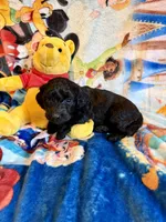 Yo-Yo Doxiedoodle , a female Miniature Dachshund for sale in New Port Richey, FL – Photo 3 of 3