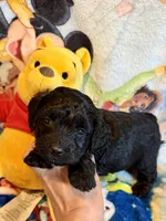 Yo-Yo Doxiedoodle , a female Miniature Dachshund for sale in New Port Richey, FL – Photo 1 of 3