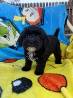 Karma, a female Yorkipoo and Poodle - Toy  for sale in New Port Richey, FL – 2 of 2