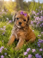 Iyla, a female Cockapoo for sale in New Port Richey, FL – 1 of 2