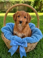Elijah, a male Miniature Goldendoodle for sale in New Port Richey, FL – 3 of 4