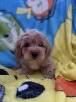 Kash, a male Yorkipoo and Poodle - Toy  for sale in New Port Richey, FL – 4 of 9