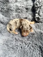 Baela, a female Aussiedoodle and Poodle - Standard  for sale in New Port Richey, FL – Photo 4 of 8