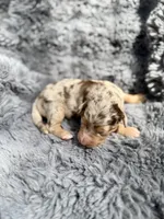 Baela, a female Aussiedoodle and Poodle - Standard  for sale in New Port Richey, FL – Photo 2 of 8