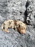Baela, a female Aussiedoodle and Poodle - Standard  for sale in New Port Richey, FL – Photo 5 of 8