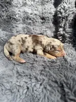 Baela, a female Aussiedoodle and Poodle - Standard  for sale in New Port Richey, FL – Photo 3 of 8