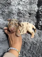 Baela, a female Aussiedoodle and Poodle - Standard  for sale in New Port Richey, FL – Photo 7 of 8