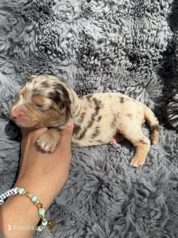 Baela – Aussiedoodle, Poodle - Standard  puppy for sale in New Port Richey, FL