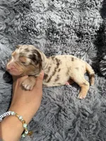 Baela, a female Aussiedoodle and Poodle - Standard  for sale in New Port Richey, FL – Photo 1 of 8