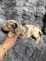 Baela, a female Aussiedoodle and Poodle - Standard  for sale in New Port Richey, FL – Photo 8 of 8