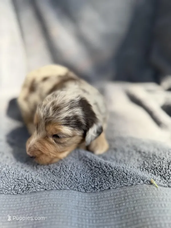 Baela – Aussiedoodle, Poodle - Standard  puppy for sale in New Port Richey, FL