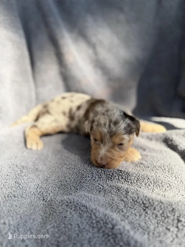 Baela – Aussiedoodle, Poodle - Standard  puppy for sale in New Port Richey, FL