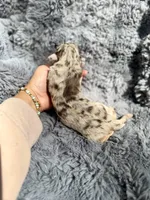 Baela, a female Aussiedoodle and Poodle - Standard  for sale in New Port Richey, FL – Photo 6 of 8