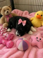 Reesah, a female Bernedoodle for sale in New Port Richey, FL – 6 of 6
