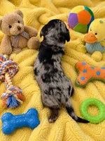 Quick, a male Miniature Dachshund for sale in New Port Richey, FL – 4 of 4