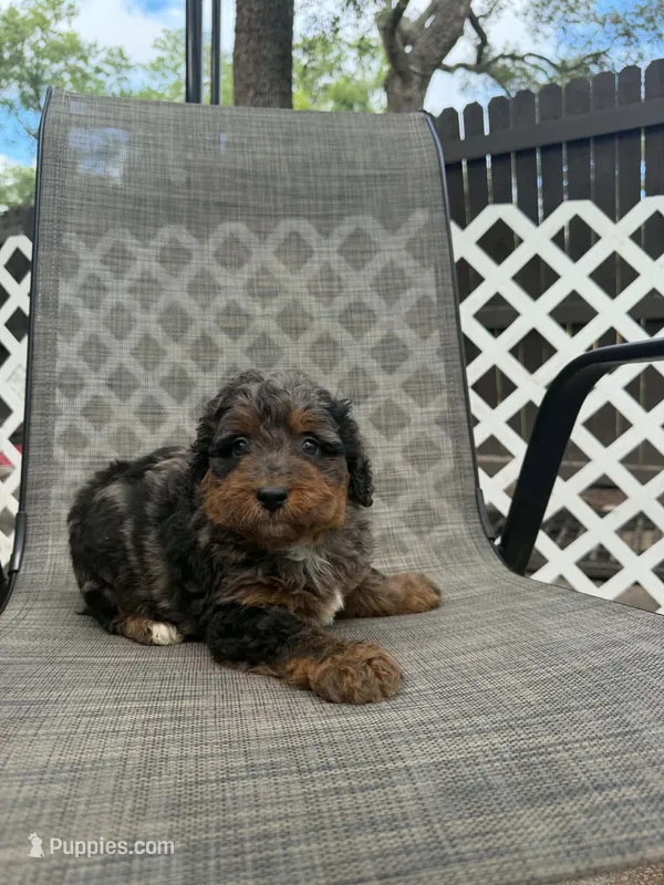 Cosmo F1bb – Miniature Bernedoodle puppy for sale in New Port Richey, FL