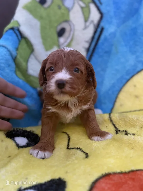 Ezra – Miniature Goldendoodle puppy for sale in New Port Richey, FL