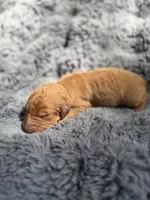 Becca, a female Aussiedoodle and Poodle - Standard  for sale in New Port Richey, FL – Photo 3 of 5