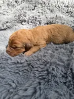 Becca, a female Aussiedoodle and Poodle - Standard  for sale in New Port Richey, FL – Photo 5 of 5