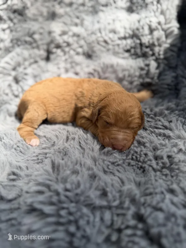Becca – Aussiedoodle, Poodle - Standard  puppy for sale in New Port Richey, FL