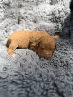 Becca, a female Aussiedoodle and Poodle - Standard  for sale in New Port Richey, FL – Photo 1 of 5